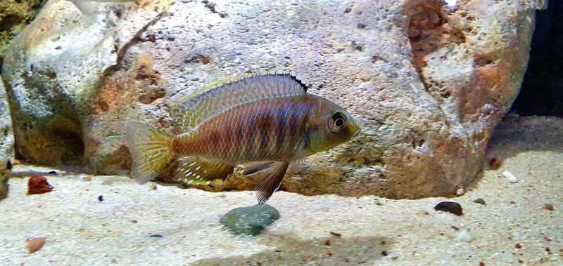 Otopharynx sp. 'auromarginatus goldhead' Nkolongwe